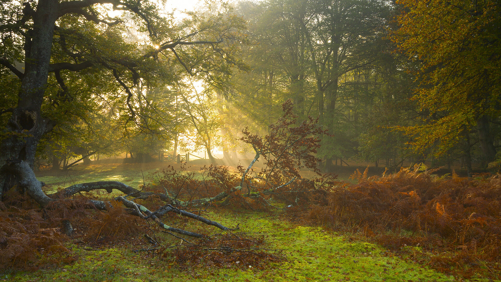 风暴中的编织者,当恩佐将滂沱攻势与钢铁防线谱成一首协奏曲