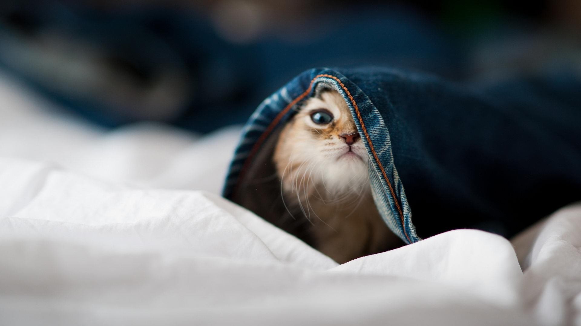 一个名字，两种战歌，当苏亚雷斯遇上硬骨头