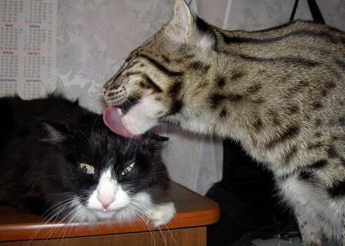 双重震撼，芬兰奇迹与德布劳内的数据革命