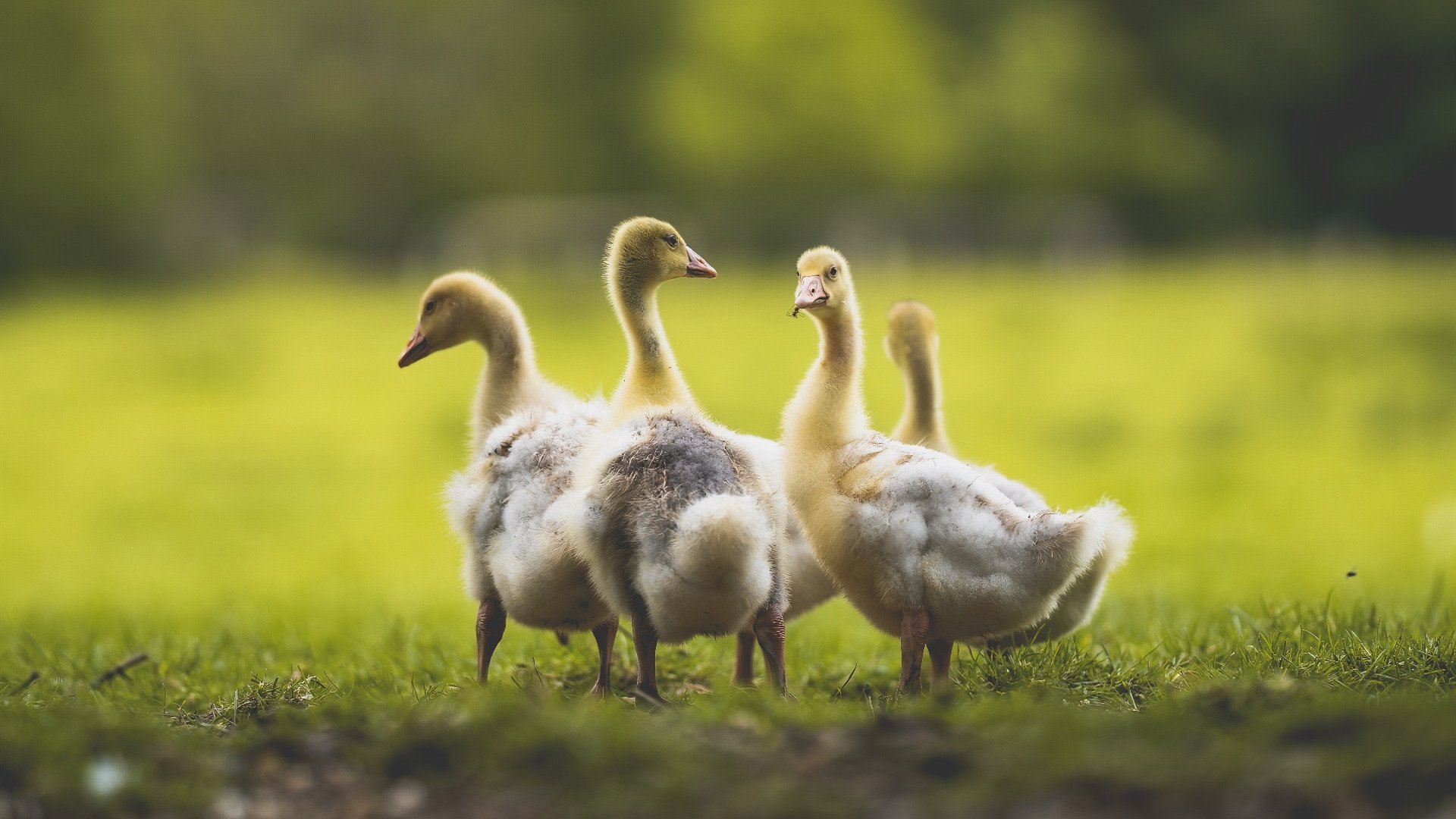 绝杀!巴尔韦德第92分钟一剑封喉,摩纳哥绝境重生击沉亚特兰大