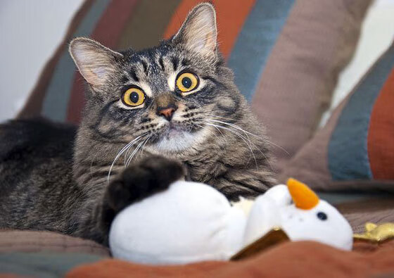 青年巫师的审判日，哈利伯顿用魔法撕裂快船防线