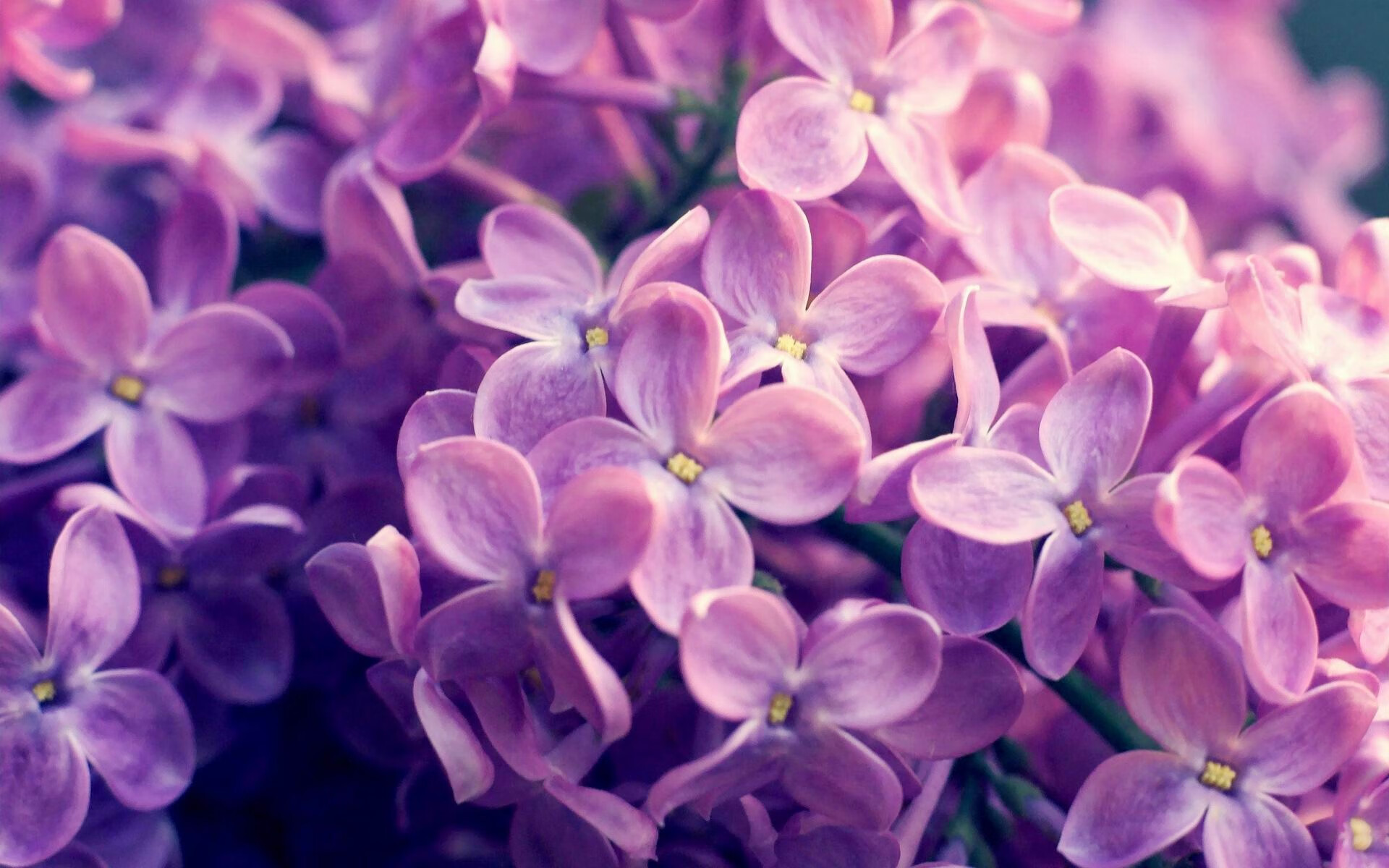 当药厂遇见高原雄鹰,弗拉霍维奇,跨越大陆的大场面叙事