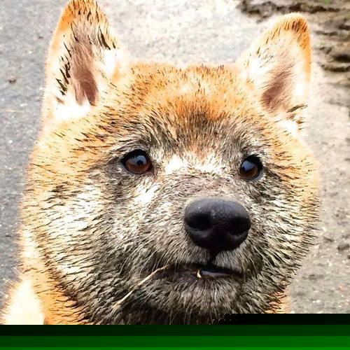 极速与制空，当F1决战夜的唯一性遇见浓眉的统治力