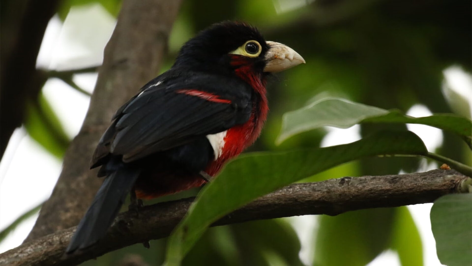 全球之战，雄鹿巅峰对决力克广东队，哈登末节封神成关键先生